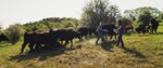 BeefCouncil_DreamWeaver_ARMS _080223-011